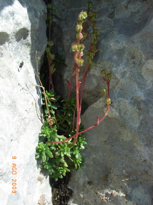 Sedum magellense / Borracina della Majella